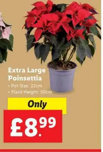 Lidl Extra large poinsettia offer