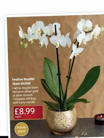 Aldi Festive double stem orchid offer
