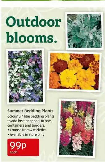 Aldi Summer Bedding Plants offer