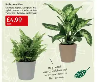 Aldi Bathroom Plant offer