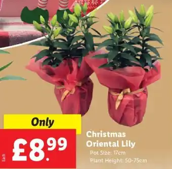 Lidl Christmas Oriental Lily offer