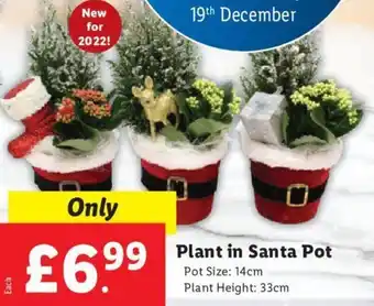 Lidl Plant in Santa Pot Pot size: 14cm Plant height: 33cm offer