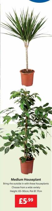 Lidl Medium houseplant offer