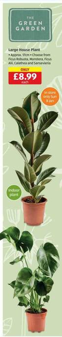 Aldi Large house plant offer