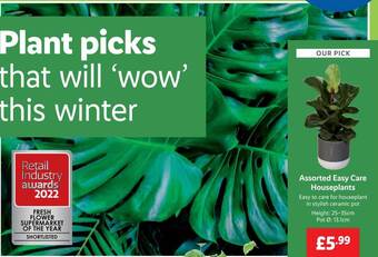 Lidl Assorted easy care houseplants offer