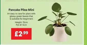 Lidl Pancake pilea mini offer