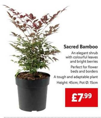 Lidl Sacred Bamboo offer