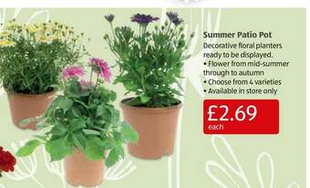 Aldi Summer Patio Pot offer