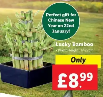Lidl Lucky Bamboo offer