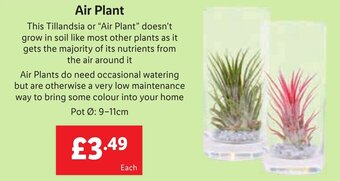 Lidl Air Plant offer