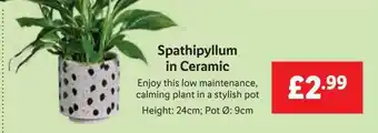 Lidl Spathipyllum in ceramic offer