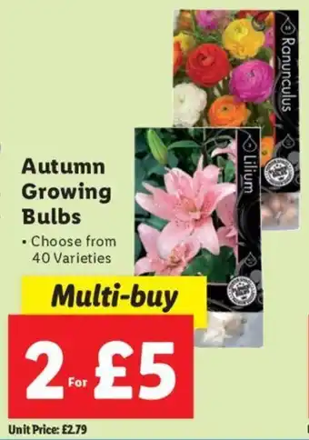 Lidl Autumn Growing Bulbs offer