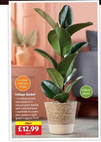 Aldi Foliage basket offer