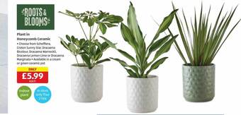 Aldi Plant in honeycomb ceramic offer