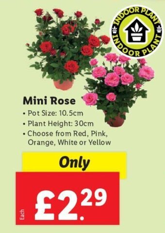 Lidl Mini Rose offer