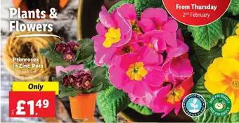 Lidl Primroses in Zinc Pots offer