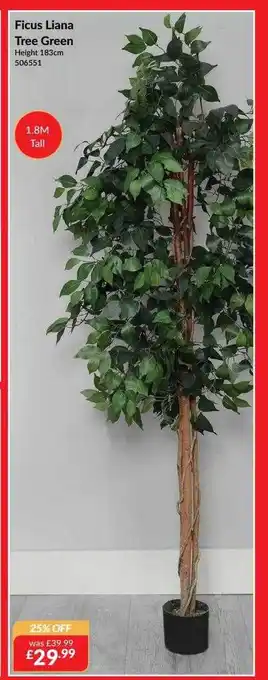 Ficus liana tree green