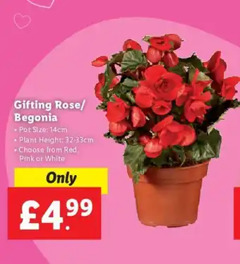Lidl Gifting Rose/ Begonia pot size: 14cm, plant height: 32-33cm choose from Red, Pink or White offer
