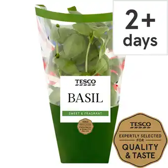 Tesco Tesco medium pot basil offer