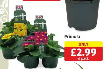 Aldi Primula 6Pack offer