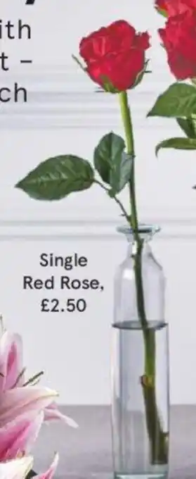 Tesco Single Red Rose offer