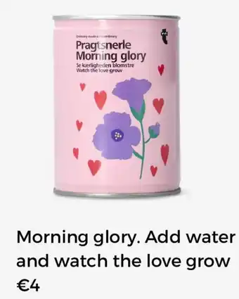 Morning Glory Add Water and Watch the Love Grow