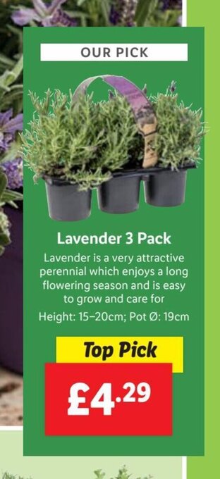 Lidl Lavender 3 Pack offer