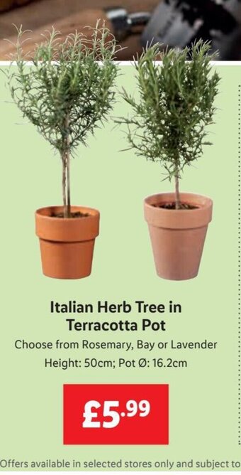 Lidl Italian Herb Tree in Terracotta Pot offer
