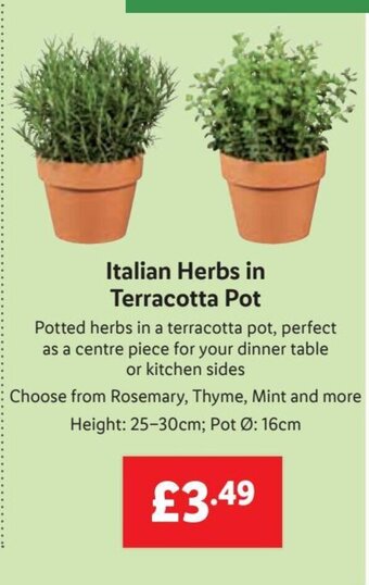 Lidl Italian Herbs in Terracotta Pot offer