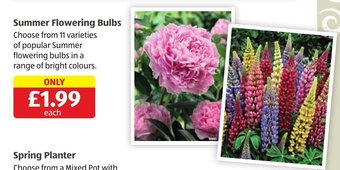 Aldi Summer Flowering Bulbs offer