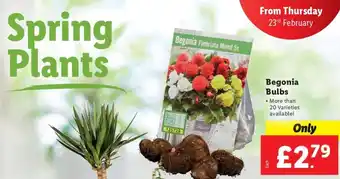 Lidl Begonia Bulbs offer