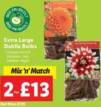 Lidl Extra Large Dahlia Bulbs offer