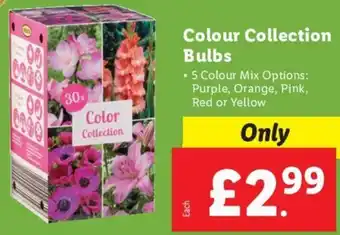 Lidl Colour Collection Bulbs offer