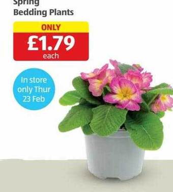 Aldi Spring bedding plants offer