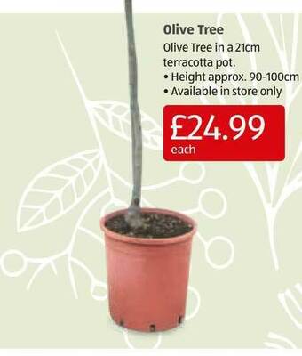 Aldi Olive Tree offer