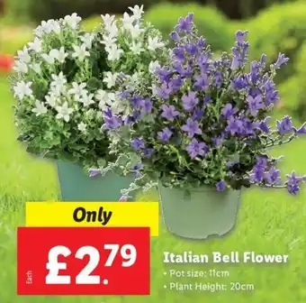 Lidl Italian Bell Flower offer
