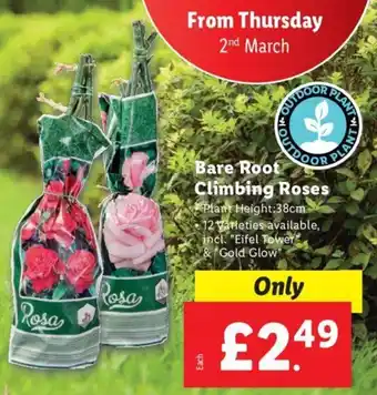 Lidl Bare Root Climbing Roses offer