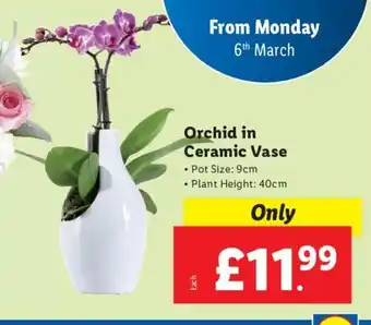 Lidl Orchid in Ceramic Vase offer