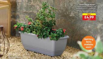 Aldi Classic trough planter offer