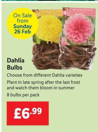 Lidl Dahlia bulbs offer