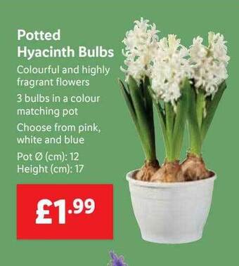 Lidl Potted hyacinth bulbs offer