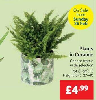 Lidl Plants in ceramic offer