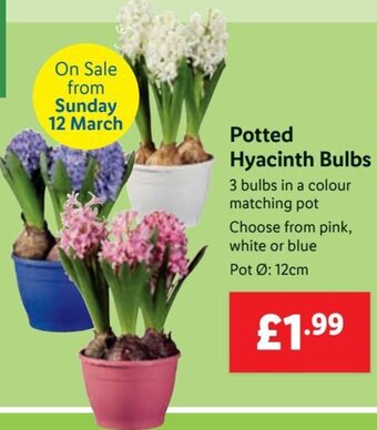 Lidl Potted Hyacinth Bulbs offer