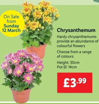 Lidl Chrysanthemum offer