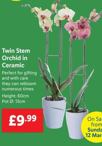 Lidl Twin Stem Orchid in Ceramic offer