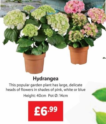 Lidl Hydrangea offer