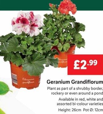 Lidl Geranium Grandiflorum offer