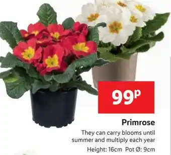 Lidl Primrose offer