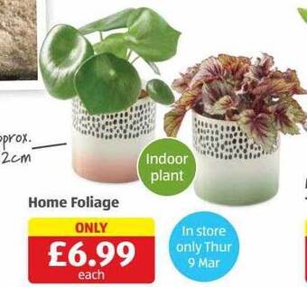 Aldi Home foliage offer