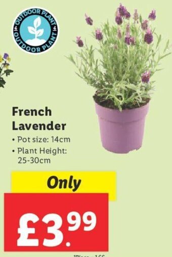 Lidl French Lavender offer